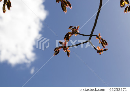 trees and plants trees and plants 63252371