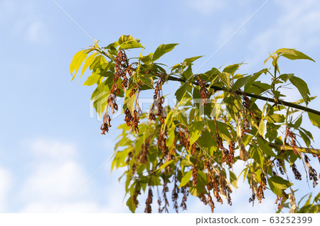 trees and plants trees and plants 63252399