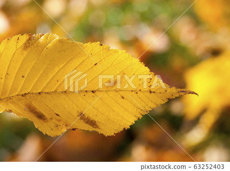 autumn nature autumn nature 63252403