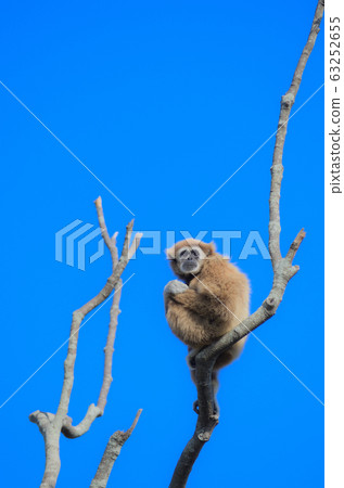 Tokiwa Park Tokiwa Park 63252655