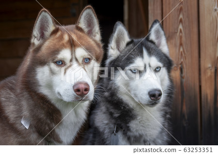 Portrait two Siberian husky dogs Portrait two Siberian husky dogs 63253351