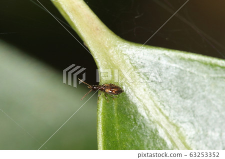 生物,昆蟲和紅螞蟻以某種方式縮入雄性翅膀。裡面有一束黃色的頭髮... 生物,昆蟲和紅螞蟻以某種方式縮入雄性翅膀。裡面有一束黃色的頭髮... 63253352