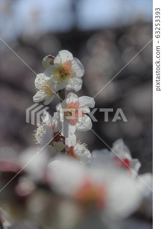 梅花@ Saburi Pond 63253393