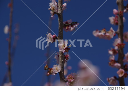 梅花@ Saburi Pond 63253394