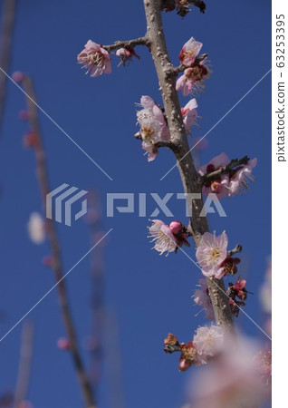 梅花@ Saburi Pond 63253395