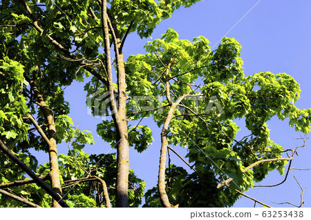 plant growth plant growth 63253438