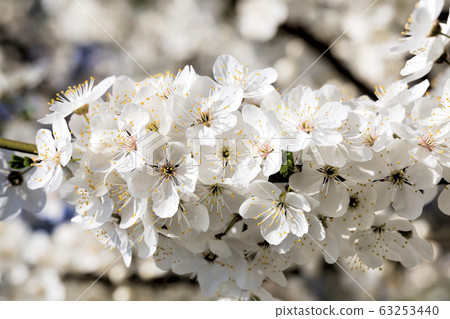 plants in bloom plants in bloom 63253440