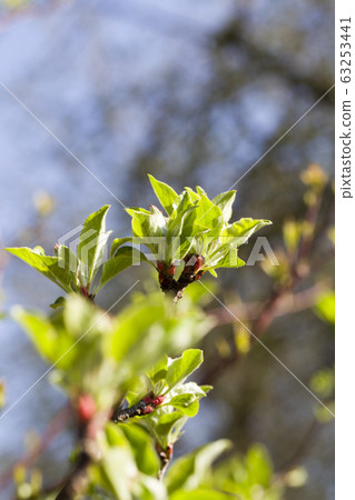 kinds of trees kinds of trees 63253441