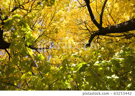 yellow maple yellow maple 63253442