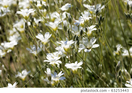 blooming medical daisies blooming medical daisies 63253443