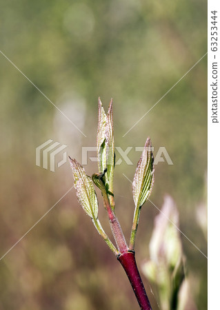 kinds of trees kinds of trees 63253444