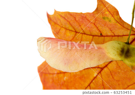 reddened foliage reddened foliage 63253451