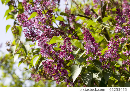 beautiful purple lilac beautiful purple lilac 63253453