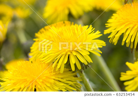 yellow beautiful dandelions 63253454