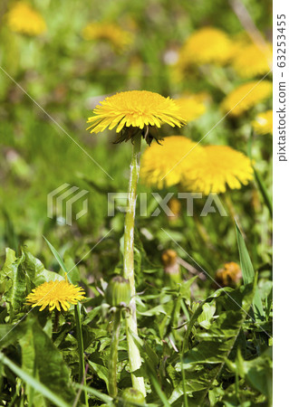 beautiful dandelion beautiful dandelion 63253455