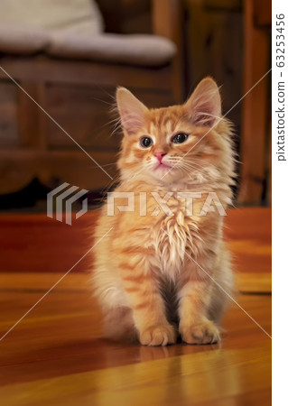 Red tabby kitty  63253456