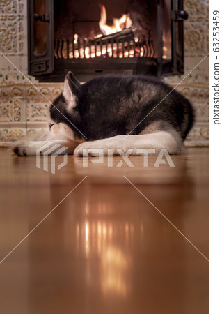 husky fell asleep on the wooden floor 63253459