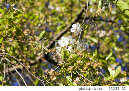 blossoming trees blossoming trees 63253462