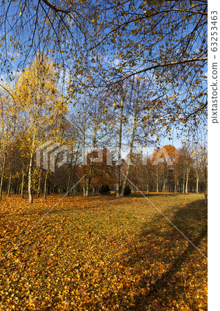 birch trees birch trees 63253463