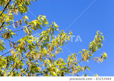 trees and plants trees and plants 63253464
