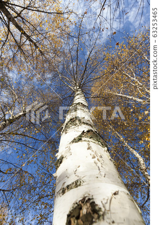 beautiful birch foliage beautiful birch foliage 63253465