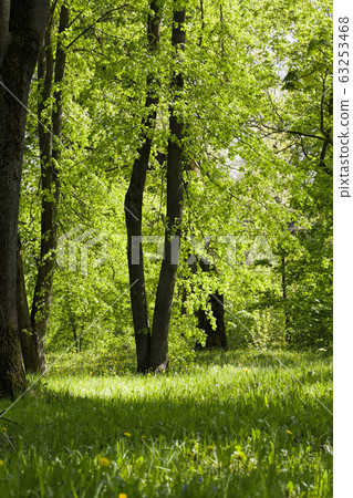 green trees background in forest green trees background in forest 63253468