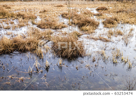 swamp in winter, daytime swamp in winter, daytime 63253474