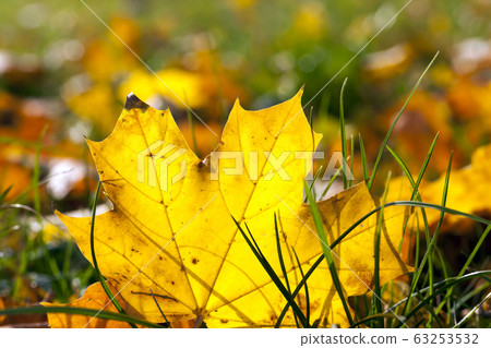 autumn foliage 63253532