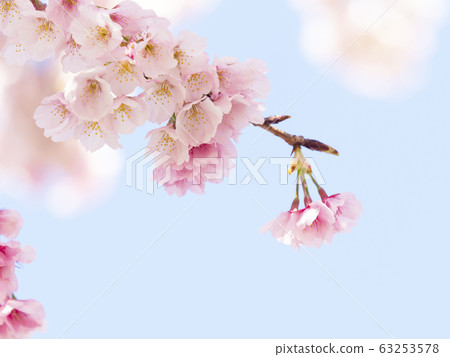 Sakura Up 63253578