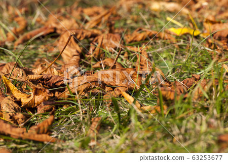 warm weather in the Park 63253677