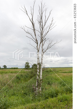 trees covered with green foliage trees covered with green foliage 63253683