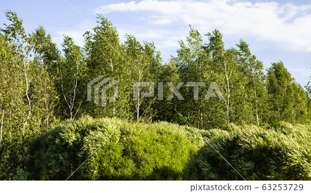 kinds of trees kinds of trees 63253729
