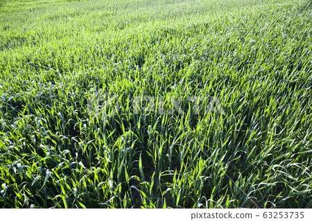 wheat or rye wheat or rye 63253735