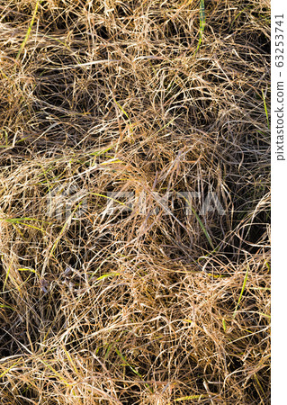 yellow grass in the swamp yellow grass in the swamp 63253741