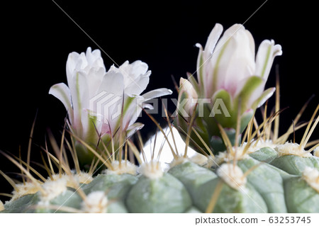 plants from the desert 63253745