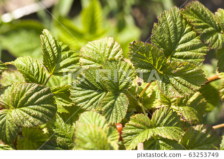 raspberry foliage raspberry foliage 63253749