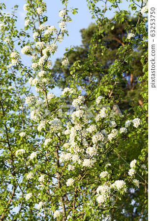 white flowers trees white flowers trees 63253750