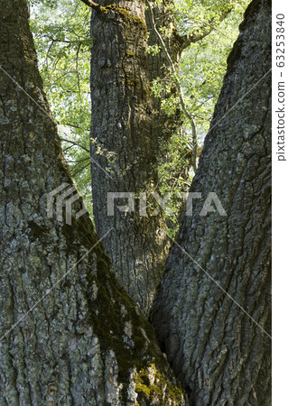 beautiful nature 63253840