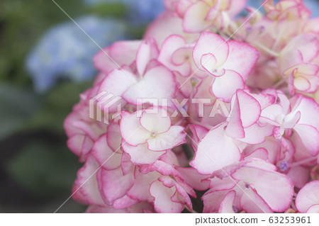 繡球花與粉紅色的邊框 63253961