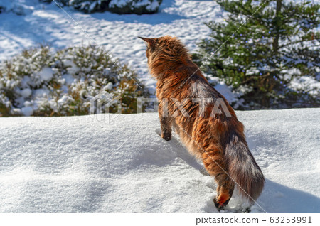 Maine Coon cat walks on roof house covered snow Maine Coon cat walks on roof house covered snow 63253991