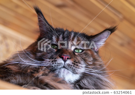 Portrait the whiskered green-eyed Maine Coon cat. 63254061