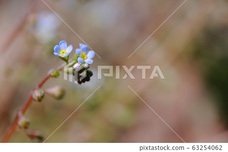 Cucumber grass 63254062