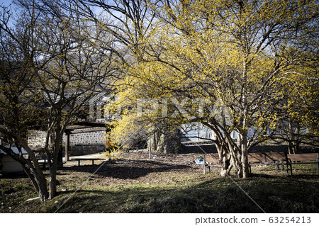 A village with yellow dogwood flowers A village with yellow dogwood flowers 63254213