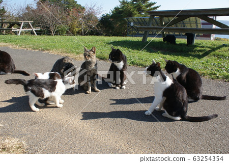 Free cats on Nekojima 63254354