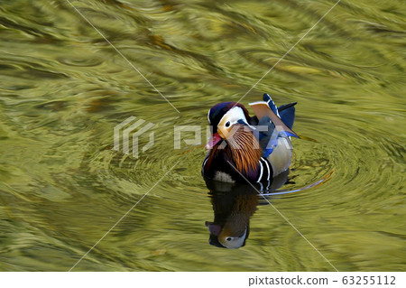Male of mandarin duck with green reflection Male of mandarin duck with green reflection 63255112