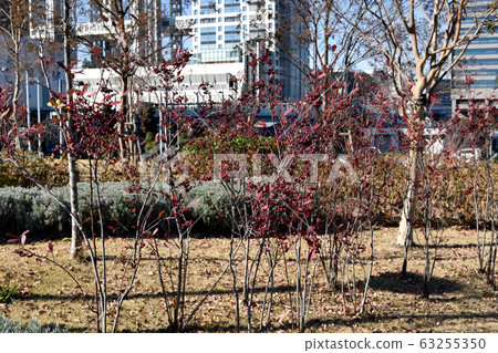 Daiba Center Promenade Flower Bed 63255350