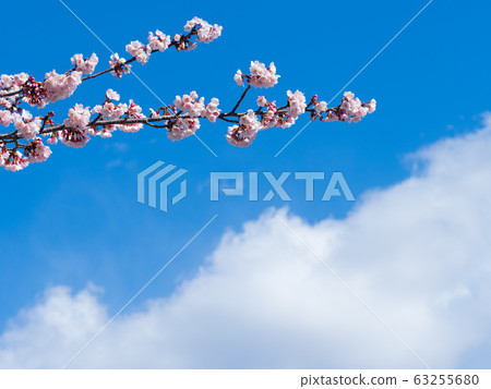 Spring blue sky and cherry blossoms in full bloom March 63255680