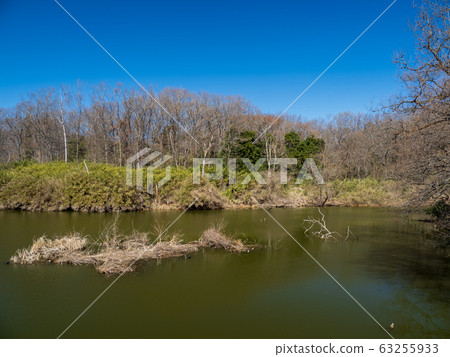 武藏山森林公園的早春風景 武藏山森林公園的早春風景 63255933