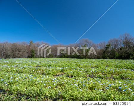 武藏山森林公園國民政府的風景 武藏山森林公園國民政府的風景 63255934