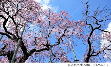 Weeping cherry blossoms-Ibaraki "Hanwakuin" boasts an aesthetic of 400 years old (3) Weeping cherry blossoms-Ibaraki "Hanwakuin" boasts an aesthetic of 400 years old (3) 63256097